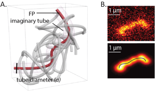 Reptation principle enlightened by single-molecule microscopy.